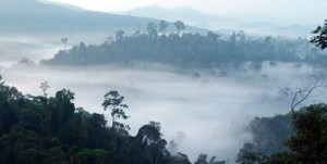 forest_landscape_113456