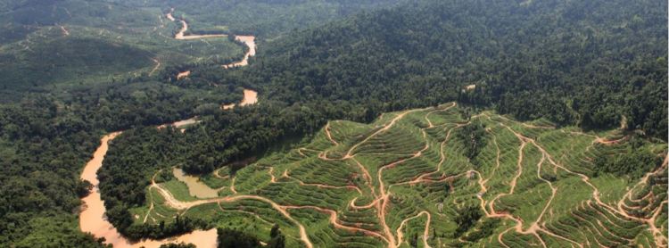 Mongabay Sarawak pic